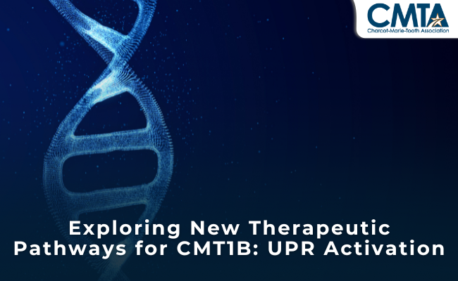 New Therapeutic Pathways for CMT1B: UPR Activation Research