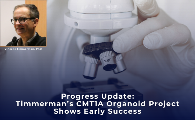 Progress Update: Early Success in Timmerman’s CMT1A Organoid Project